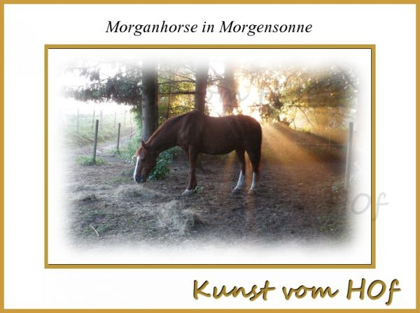 Morgan-horse in Morgensonne